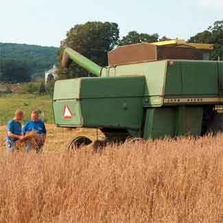 oats field